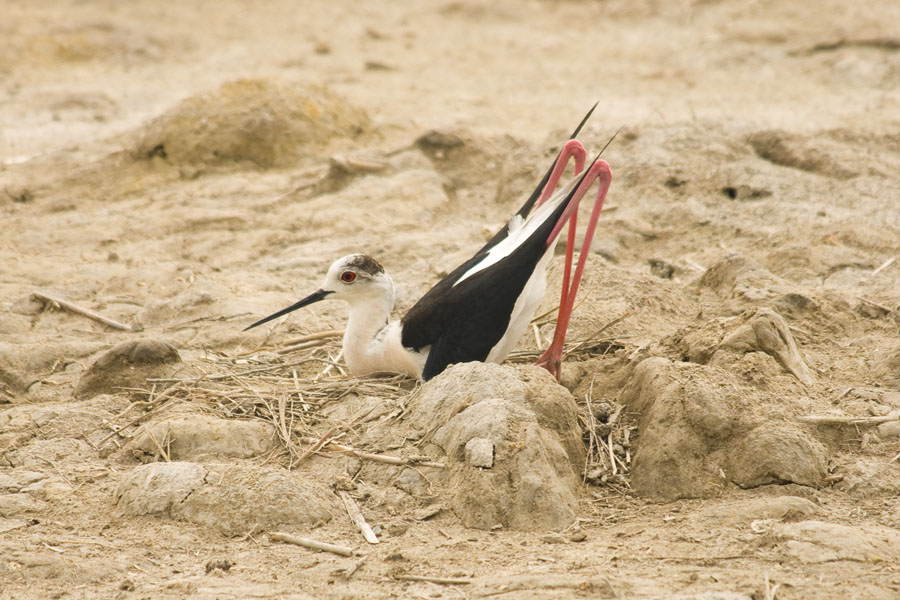 09 05 21 pont de gau echasse  71
